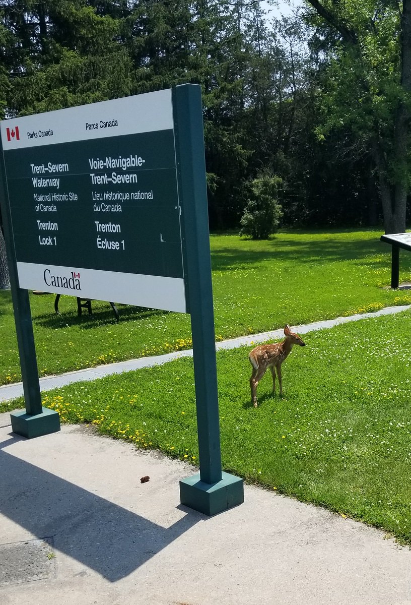 TrentSevernNHS's tweet photo. Happy Canada Day from #Lock1 - #Trenton 🇨🇦 https://t.co/g8Wi18RqXU