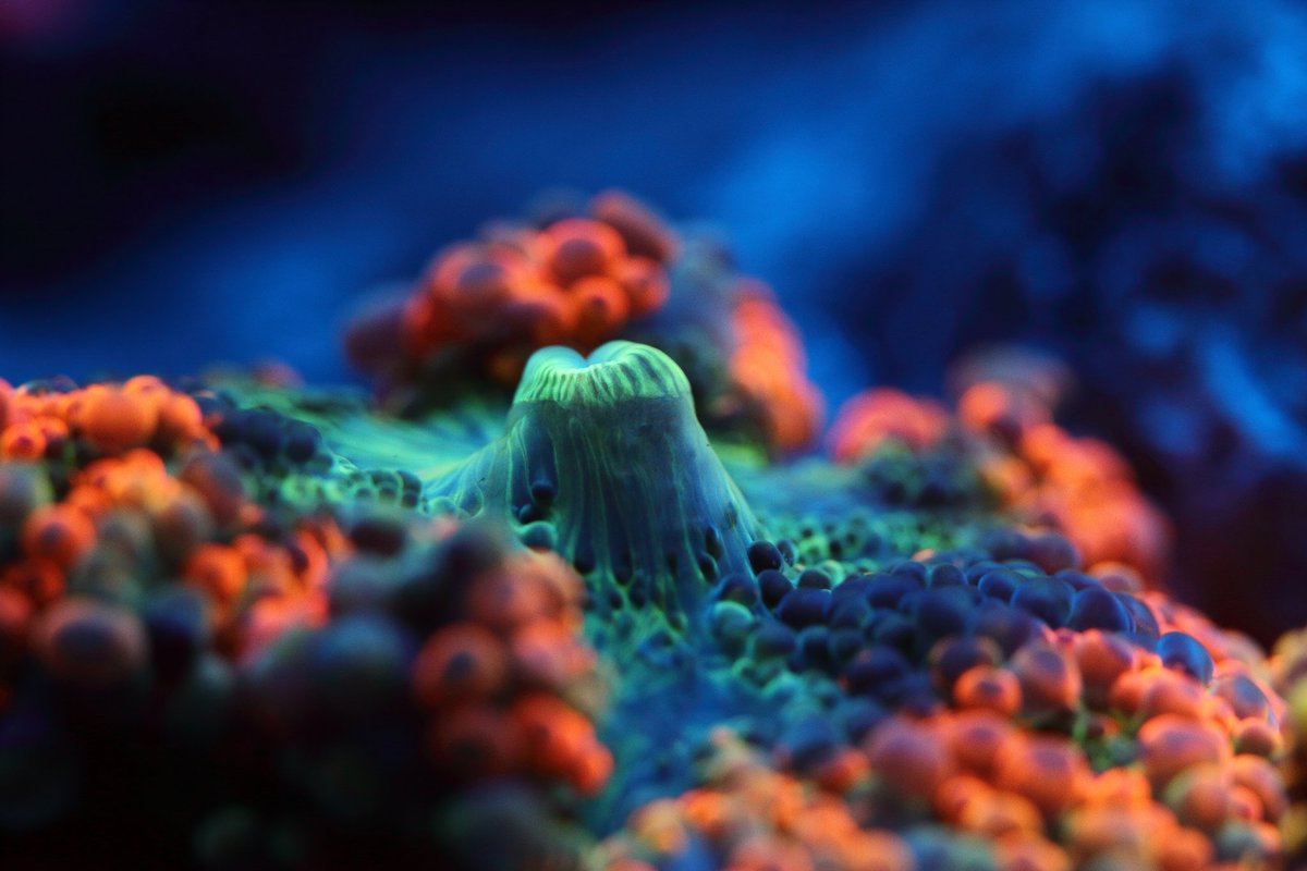 Sometimes all it takes is a different perspective. #Coral reefs are full of strange, #colorful and downright unbelievable #species. Join us as we work to #protect these ecosystems. 

(📸Ramona Osche)