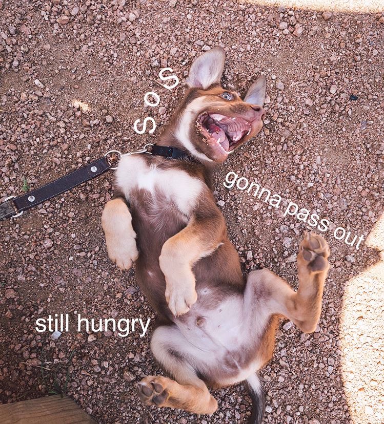 Here’s puppy Major, tryin to eat a bench ☝️