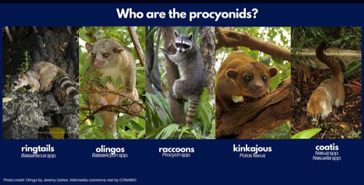 Procionidos Hashtag On Twitter