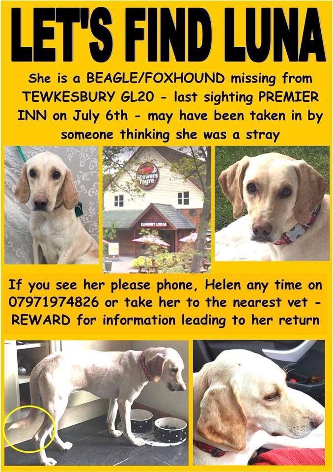 rosieDoc2's tweet photo. #letsfindLuna #stillmissing
‼️‼️TWEETSTORM‼️‼️
🐾Monday 2/7/18 8-9pm🐾
PLS JOIN IN 💔owners are devastated 💔
7 MONTHS GONE owner never imagined she'd be gone this long 😪
https://t.co/YNRG8XU3mS… https://t.co/MsImUMDPSn
