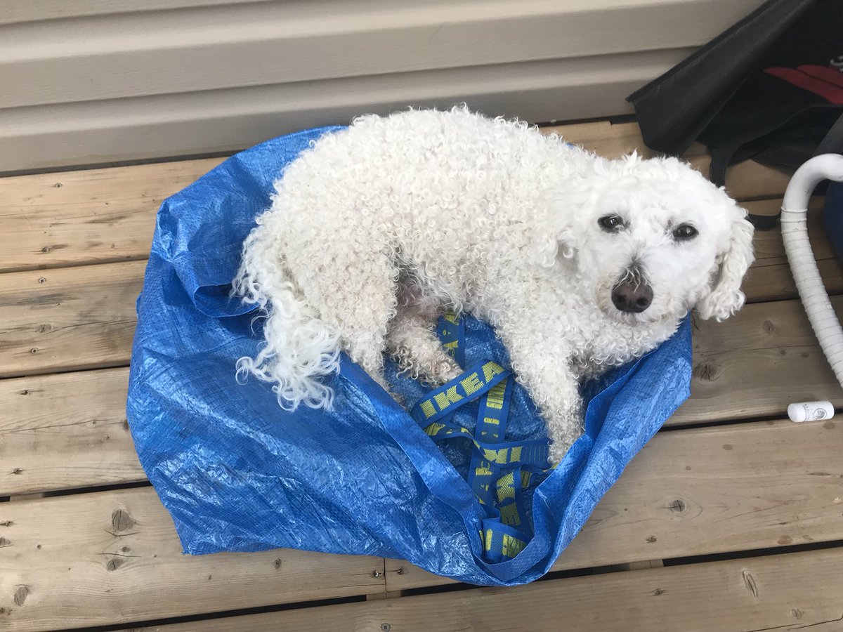 Sadakattack's tweet image. Wesley Snipes staying cool in #Ottawa on #CanadaDay! #IKEAhotdog