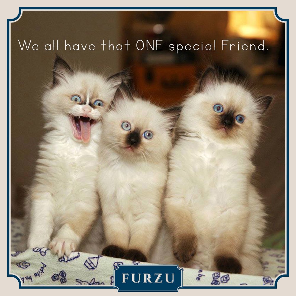 FurzuPets's tweet photo. #FurzuPets offers contemporary and innovative cat🐱 products to compliment our modem homes and lives 
https://t.co/LDexssHVq2 
#catbed #cats #mustlovecats #furkid #catlover #ilovemycat #ukcats #catsofgreatbritain #catsofuk #cat🐱 #catlovers #catliving #londoncats https://t.co/oKMTwwIYSh