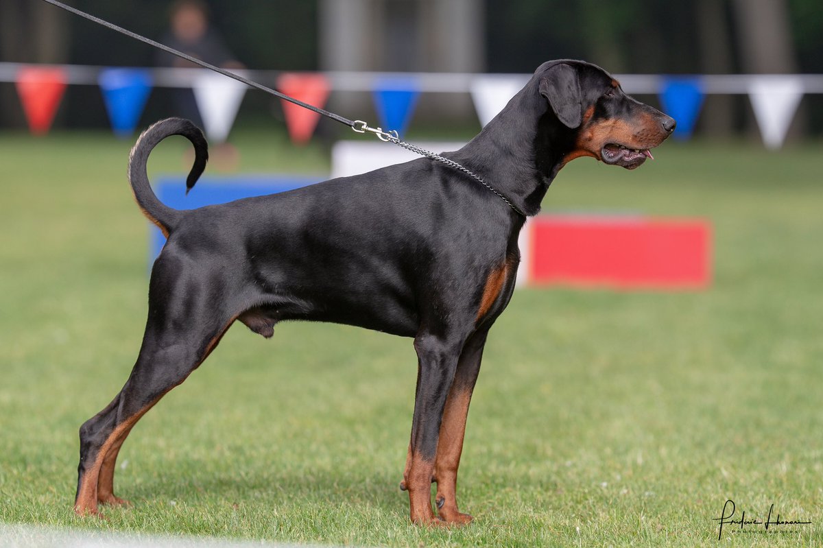 jagerhohle's tweet photo. #MisterAce #VomJaegerhöhle nationale d’élevage #dobermannclubdeFrance #DCF #Epone #dobermanlove #Dogs #doberman #dobermanlove #dobermansofinstagram #clubdobe #dobermanpride https://t.co/CDWpHA88aL