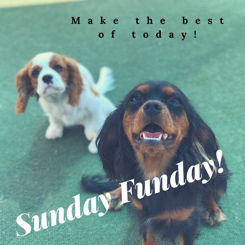 PPRCuster's tweet image. The weekend is over but, the party hasn't stopped! Happy Sunday Funday! 🐶😍🐾🐱☺️💕Enjoy it! #SundayFunday