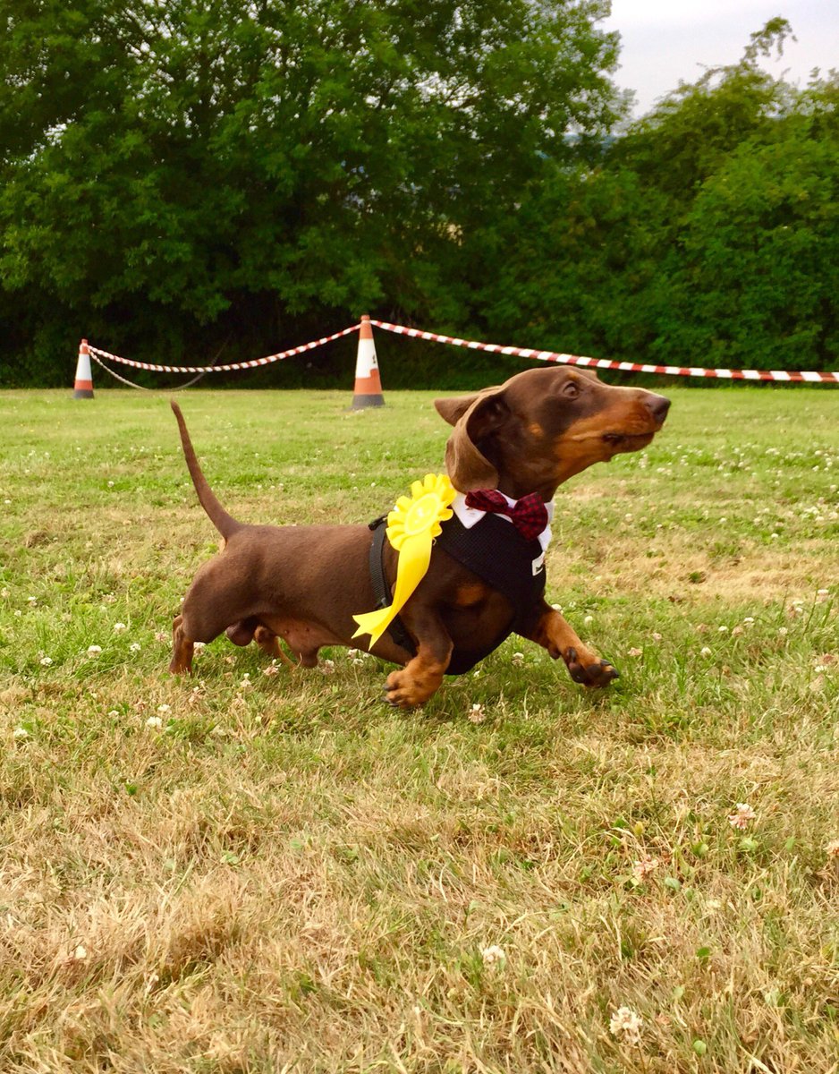 They said i was the 3rd most handsome dog in the show.... but I know I was actually THE most handsome... the judges were confused... never rely on a human! #dachshund @Computershare @iBristolPeople @bristol247 @BristolLifeMag @JoyfulBristol @thebristolmag