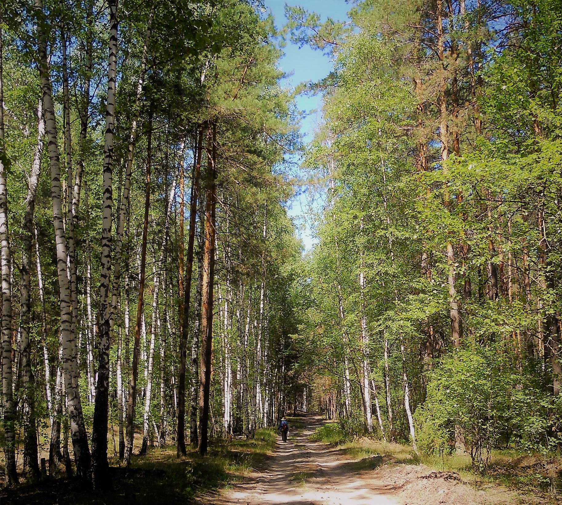 Край леса Солотча
