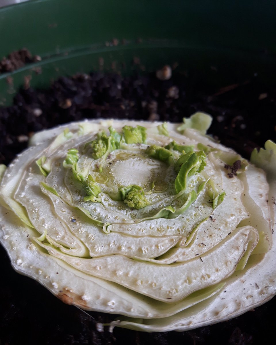 Red_Squirrel21's tweet photo. Go through so many of these asiab lettuces decided i should keep the ends #horticulture #gardening #vegan #homegrown #HappyCanadaDay #GardenersWorld #growyourown #adulting #veggies https://t.co/583h8gltCj