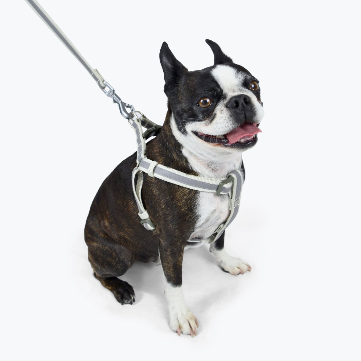 martha stewart dog harness