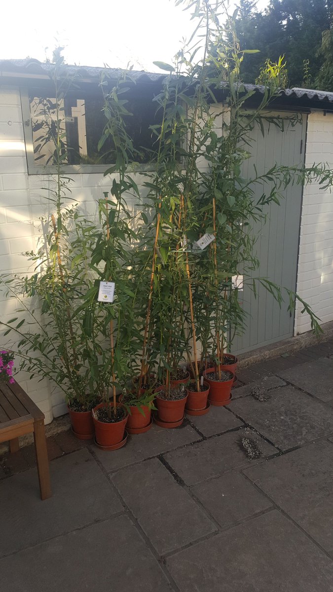 Energy_Crops's tweet photo. Just collected some great potted willow samples for a display at #Heathrow . Many thanks to @Rothamsted willow team and @KevinLindegaard for making it happen. https://t.co/yeB0bVJKqd