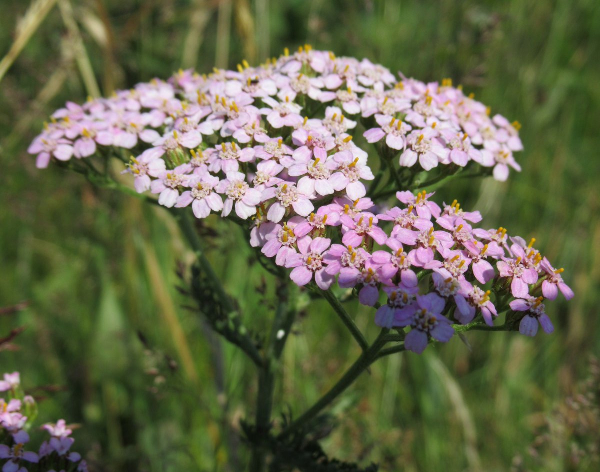 MariaHeukers's tweet photo. Duizendblad in verschillende tinten roze en wit, Wilde Bertram
#wildebertram #duizendblad
#drentscheaa #wildflowerhour
#wildflowerhourNL https://t.co/JlxHbZLaAz