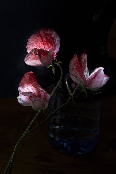 Foto’s van Elspeth Dierix in het sympathieke Stedelijk Museum Schiedam. ‘Sinds Linnaeus heeft niemand meer zo intensief naar bloemen gekeken’, zei Tommy Wieringa bij de opening deze week.