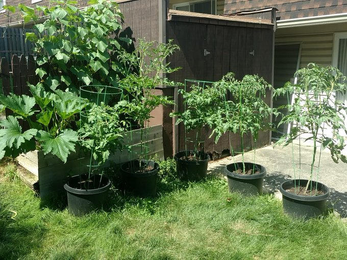 Love my gardensHappy summer  🍆🍅🌶️🥒🏵️🌳💚🌈🐦🌞 and https://t.co/et8eCP38ia