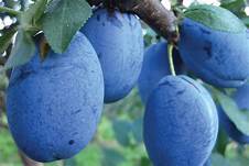 okuttu's tweet photo. WE CAN PROVIDE YOU WITH FARM FRESH FRUITS DIRECT FROM EUROPE...

https://t.co/lkOmAM7R3Z https://t.co/8J25QmWqch
