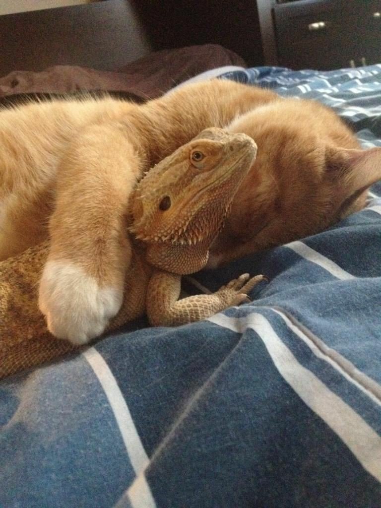 fofurentos's tweet image. Vê se eu posso com isso 😍