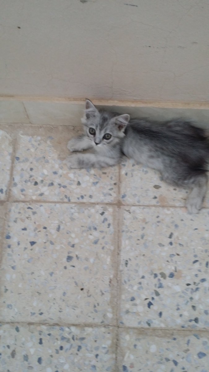 lemon98765432's tweet photo. @gegecat9 @JeddahCats عندي قطط للبيع 3انثى 2ذكر هل ممكن تشتريهم https://t.co/8mKquIls0t