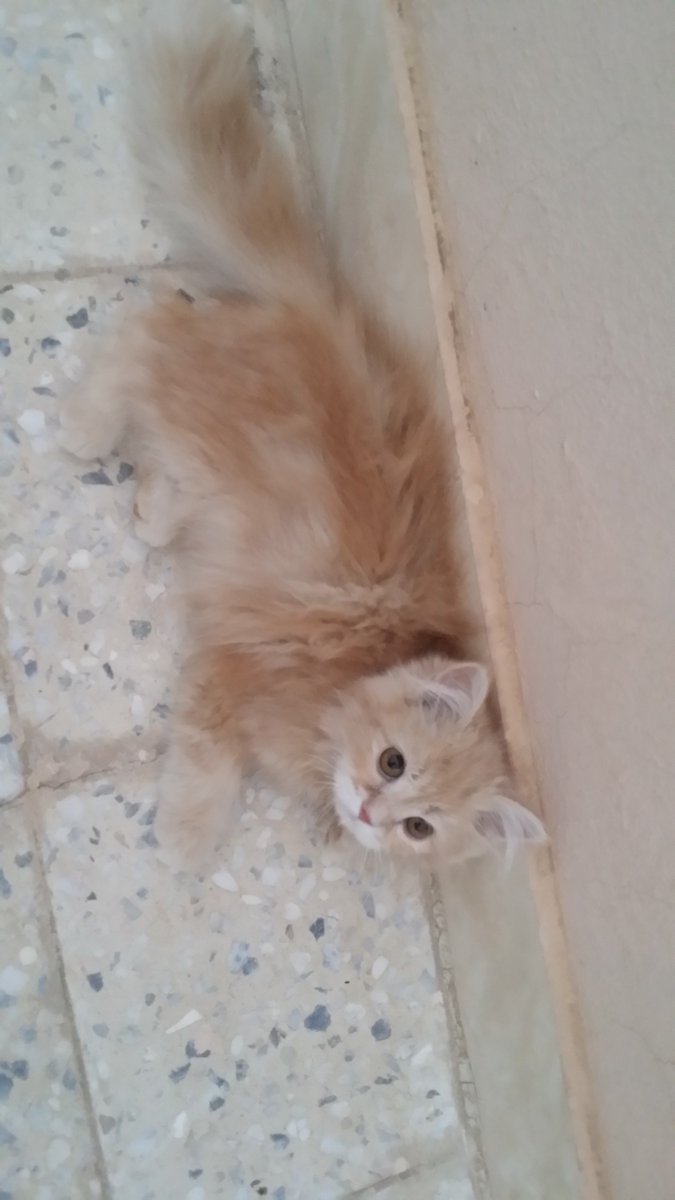 lemon98765432's tweet photo. @gegecat9 @JeddahCats عندي قطط للبيع 3انثى 2ذكر هل ممكن تشتريهم https://t.co/8mKquIls0t