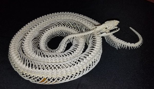 MegLegbird's tweet image. Python: 8/10
Hell YES. Pythons are pretty badass, until you get up close to them. Look at that soft face! So round! It’s a baby. This guy is not badass. BUT THE SKELETON. Oh boy. Look at those teeth! The dozens and dozens of ribs! Much more badass. Well done.