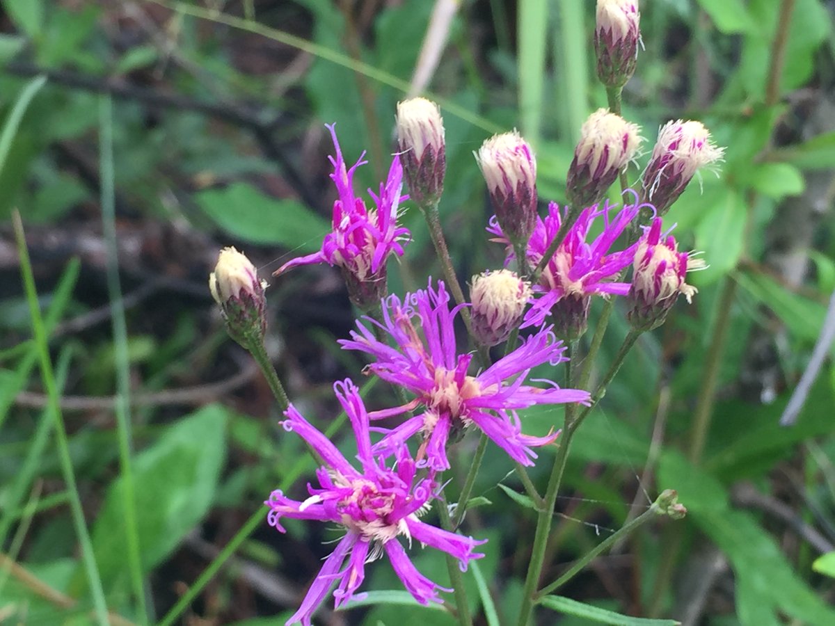 NaplesPlants's tweet photo. Happy Native Plant Sunday!
 We photographed this plant during one of our exploration hikes at CREW Marsh Trail. 
 Can you identify it? (Hint: After blooming, the flowers fade to a rusty brown and this fact gives the plant its common name). https://t.co/XQ7exwnXdE