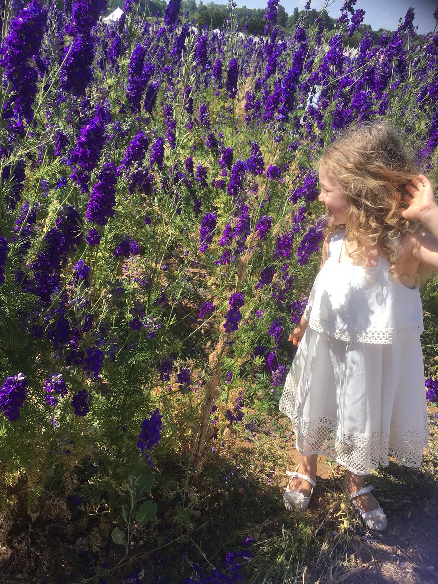 DebPrice82's tweet image. #Confettifield #beautiful