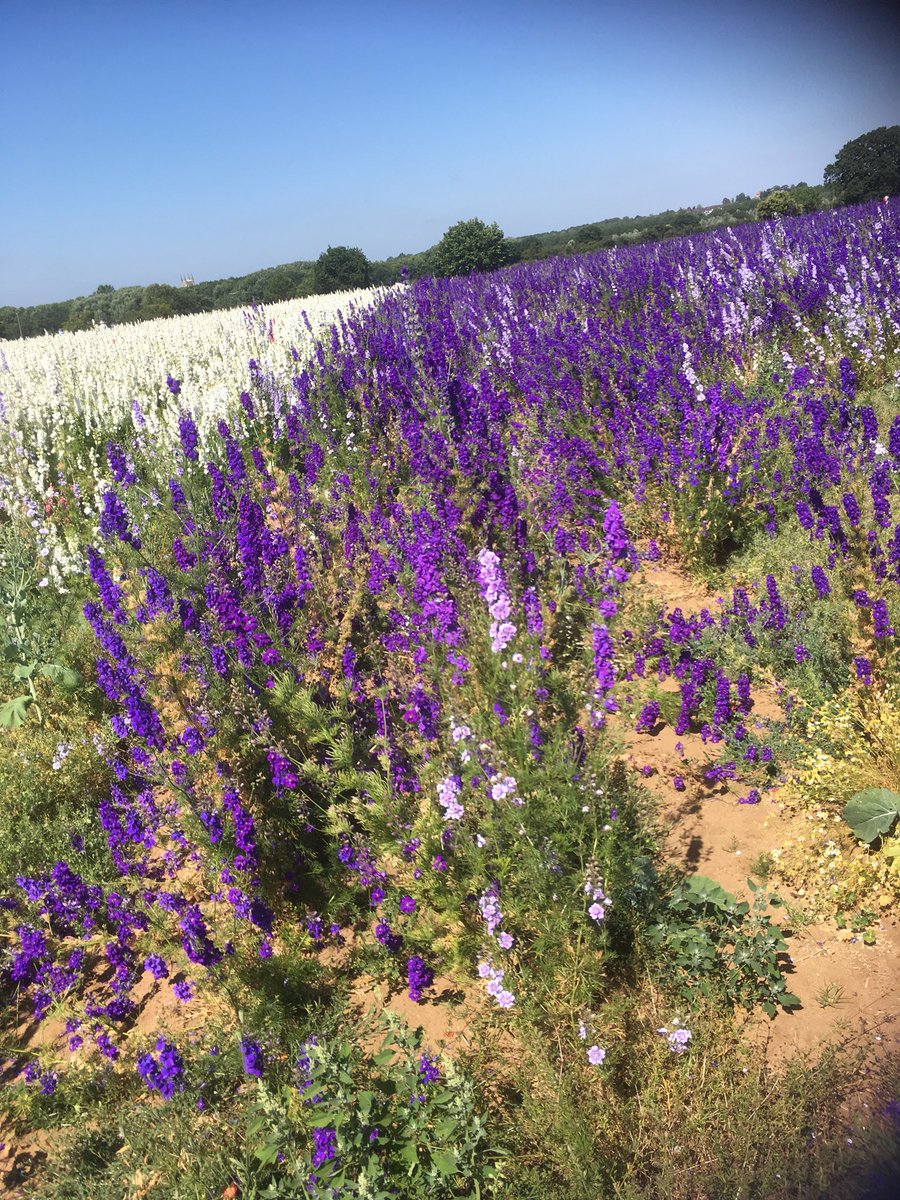 DebPrice82's tweet image. #Confettifield #beautiful