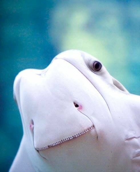 01172106a's tweet image. Eu ia morrer sem saber que a cara das arraias é assim kkkkk