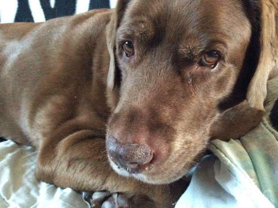 nholten40's tweet photo. Awww ❤️😍 He may not be with me anymore (RIP #BusterBear) but it won't stop me sharing pics ...I mean look at #ThatFace ❤️
#TheBear #Buster #BestFriend #GreatMemories #MySmile https://t.co/uJ8LbCdlm0