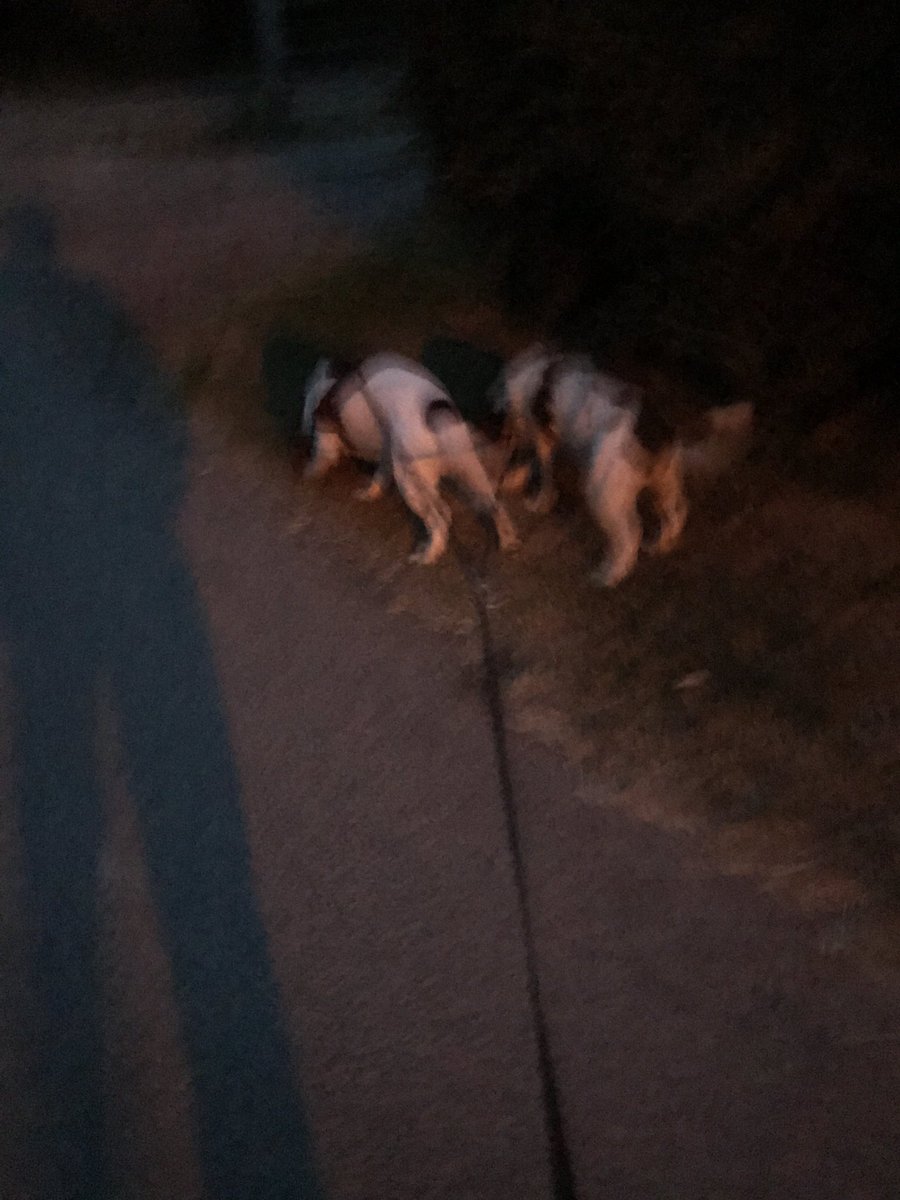 AnnoGalactic's tweet photo. I’m out for a late late walk because of penalties and I don’t want to pass any houses with local dogs so I’m ambling back and forth without structure and I tell you it’s #rathernice. https://t.co/9COKU7ZDnv