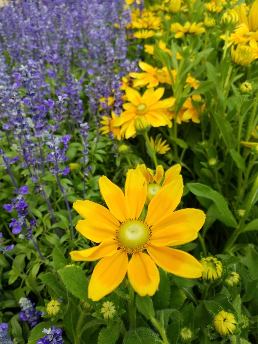 足をとめた花写心