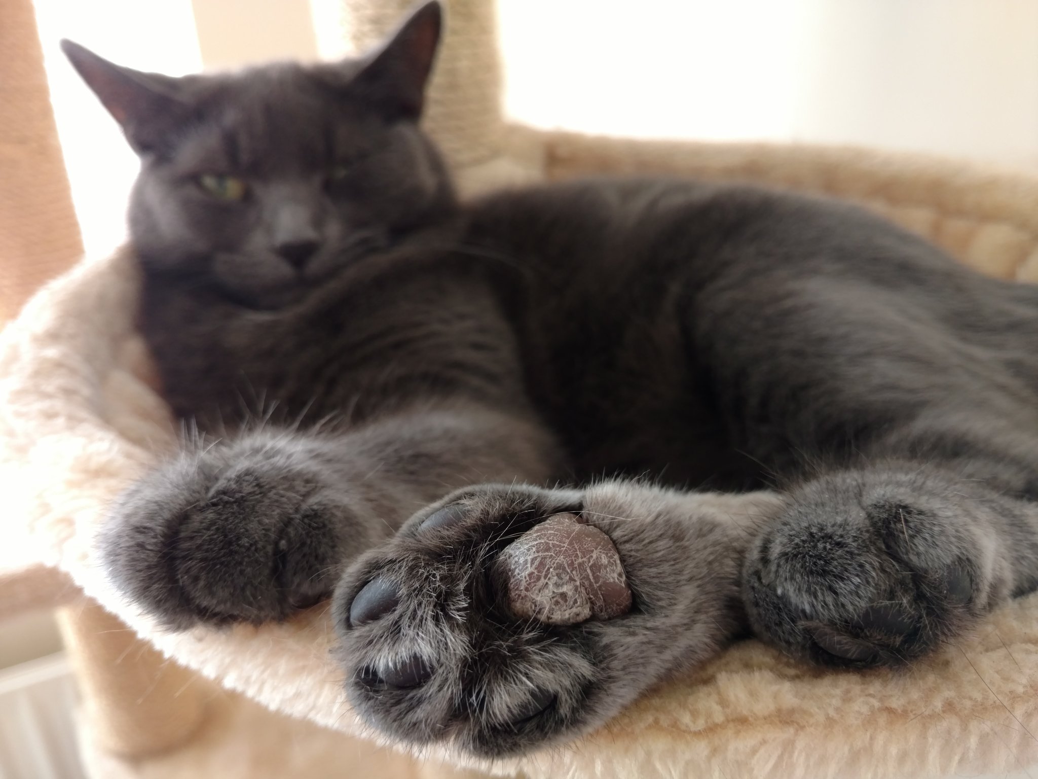 Dry paws cheap cats