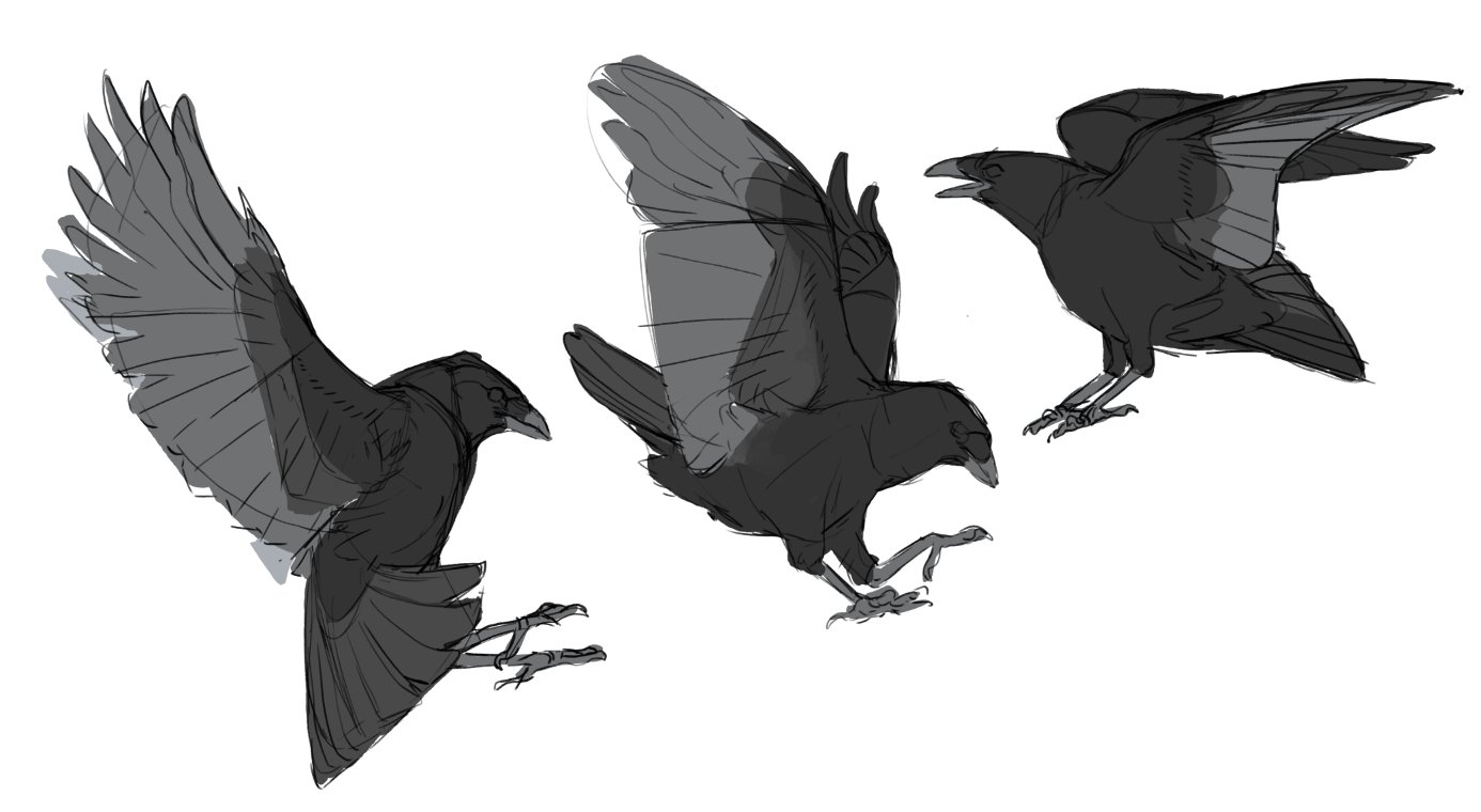 Crow Artist on Twitter: "Couple of Crows! Working on wing anatomy