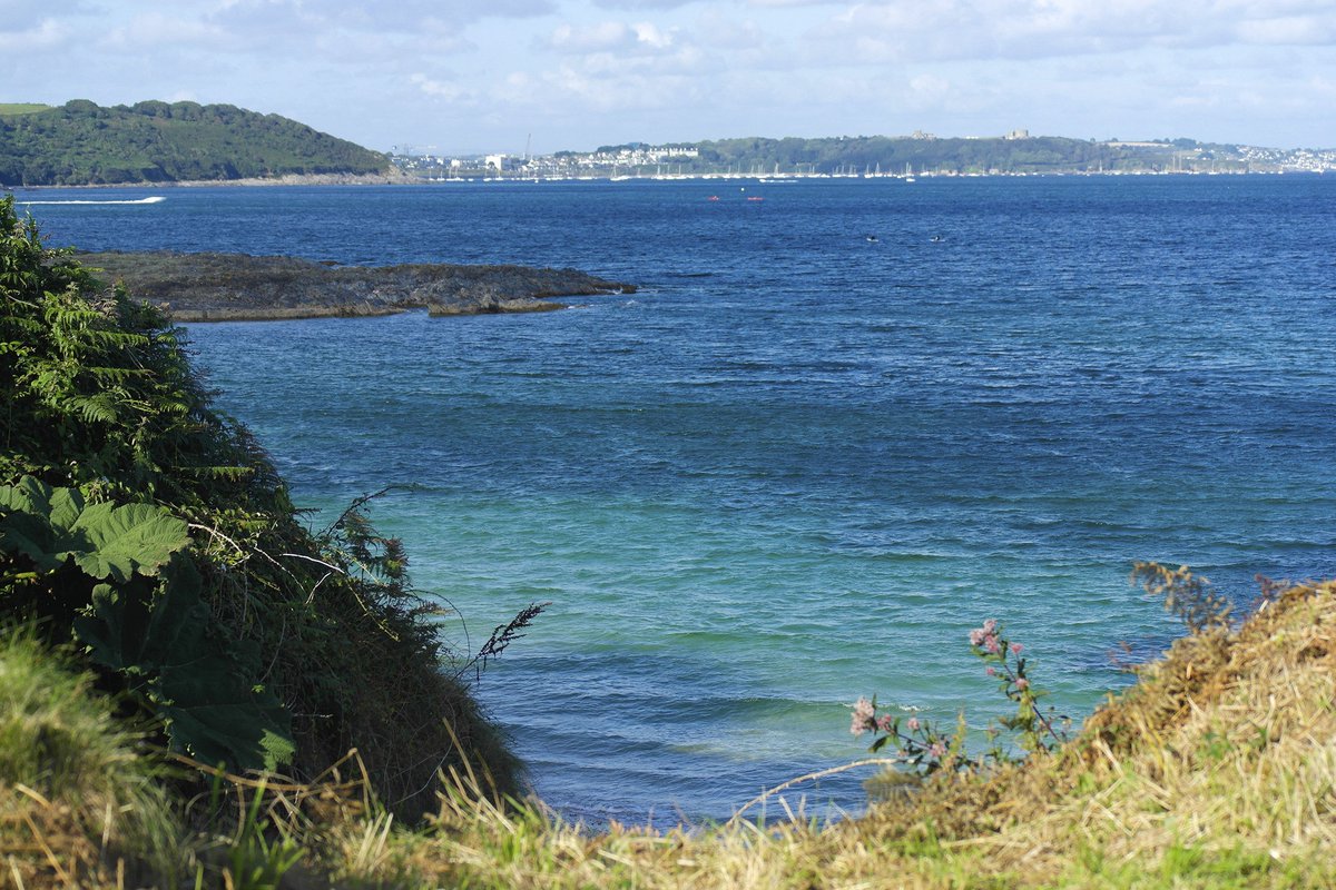 Driftwood_Penryn_Cornwall tweet media