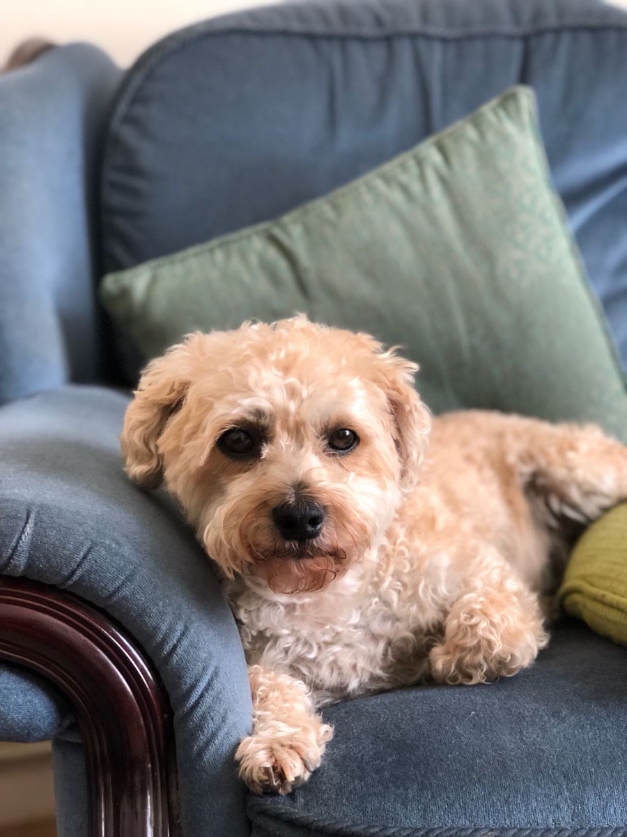 PetsLocated's tweet photo. White Dog lost in Redhill (RH1) on 1st July 2018 #lostdogs #lostpets https://t.co/FM5bdkvYsh https://t.co/eC4cjcwPzB