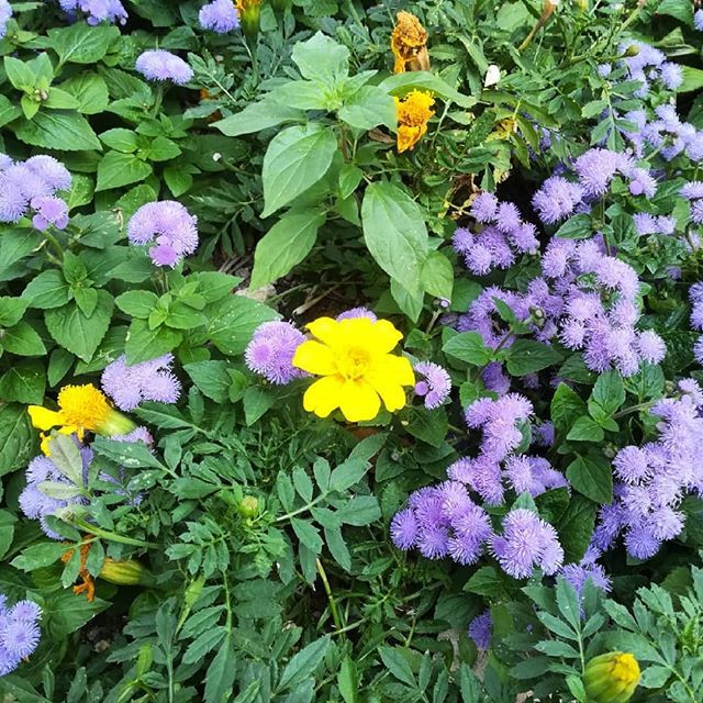 Vibrant summer colors along my path. Wish you the same!
.
.
.
.
.
.
.
#floweroftheday #favv_flowers #my_daily_flower #flowerstalking #instagardenlovers #ptk_flowers #gr8flowers #love_flowers #calledtobecreative  #flowerchild #hippie #sirmione  #flowermag… ift.tt/2MBHBWW