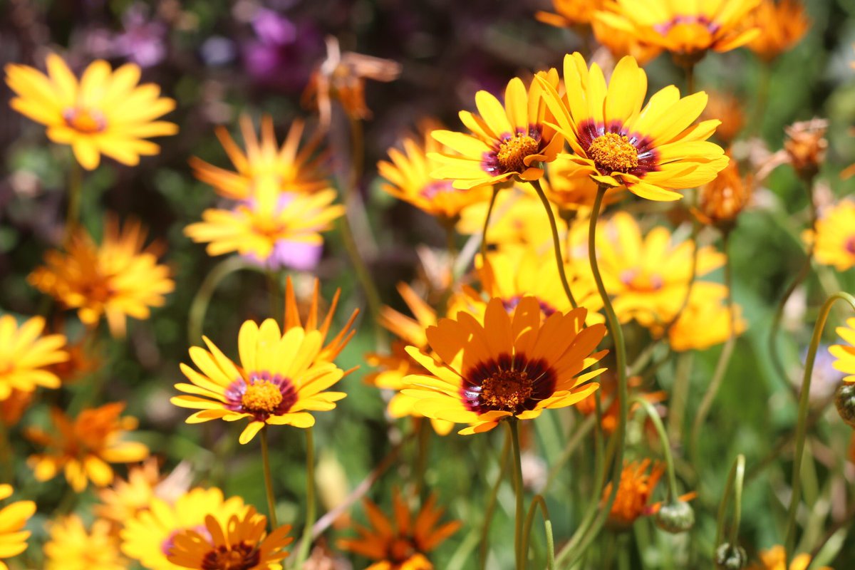 CosmicFlowersSF's tweet photo. “Keep your face always toward the sunshine and let the shadows fall behind you.” - Walt Whitman 

#ursinia #anthemoides #solarfire #landscaping #flower #backyardgarden #flowerphotography #gardening #cottagegarden #flowerstagram #flowersofinstagram #flowerbeds https://t.co/U9Wvv7KA1J