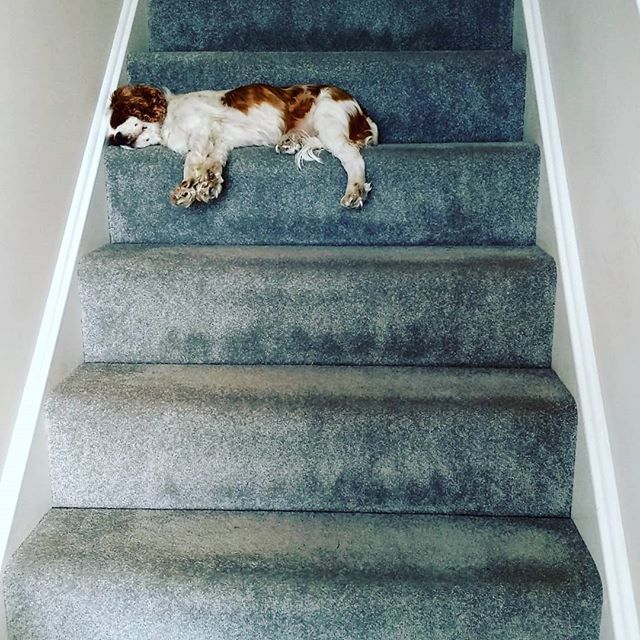 pethuddle's tweet photo. You can buy all the nicest beds, but they love an awkward sleeping spot!
Where do your dogs like to sleep?
#pethuddle #letsgowalkies #dogsofinstagram #dogs #dogstagram #lovedogs #dogsofig #instadogs #dogsitting #dogslife #ukdogs #dogsoftheday #dogsofgr… https://t.co/uHYhuyuQew https://t.co/8IJ2lmeXTk
