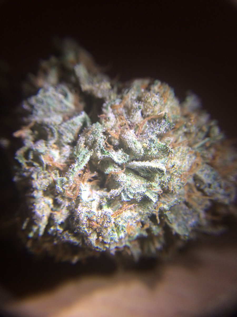 LolaJayXX's tweet photo. Stardawg bud up close πβ¨πΆπ₯ Using my #THsee magnifier ππΌπ
#BudPic #Magnified #Stardawg #LolaJayX ππ¨ About to roll one of these and get in to bed π΄ Goodnight #StonerFam π https://t.co/cNamHglZ3J