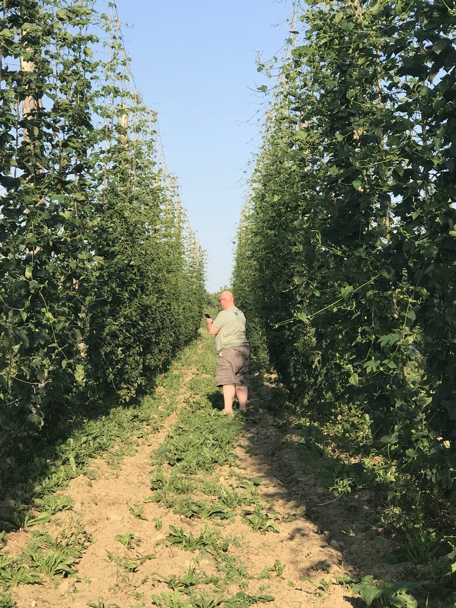 ClarkHollowHops's tweet photo. Boom! #knowyourfarmerknowyourbeer #chhseason6 #cny #onondagagrown #wegotthis #hops https://t.co/QVWZNSbsj1