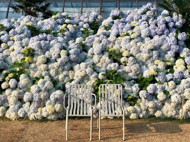 stitch_pololo's tweet photo. ดอกไฮเดรนเยียที่เกาะเชจูสีสันกำลังสดใสเลย สามารถเห็นดอกไฮเดรนเยียได้ทั่วเกาะเชจูเลยตอนนี้ https://t.co/MnBglTX3GL