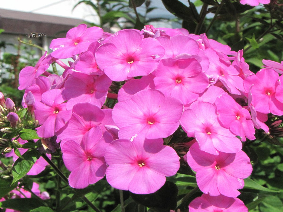 トコハナロジー 花魁草 オイランソウ 花鞠のように纏まって咲く花 丸い花形で愛らしく どこか淑やかさも感じます 花言葉 温和 あなたの気に入れば幸せです あなたの望みを受け入れます