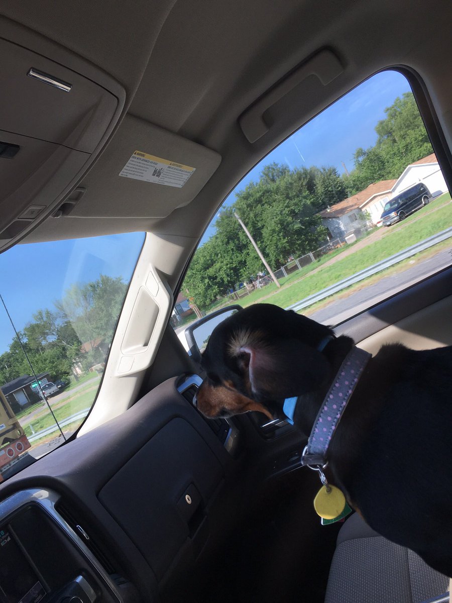 AlliF's tweet photo. I need someone to watch Oakley from July 12-26, &amp; I’ll pay $200. She doesn’t have to be let out at lunch but would prefer it. Look how cute she is and all she likes to do is cuddle or run around outside. Kennel trained &amp; not allowed on beds https://t.co/S8jE93GXTm