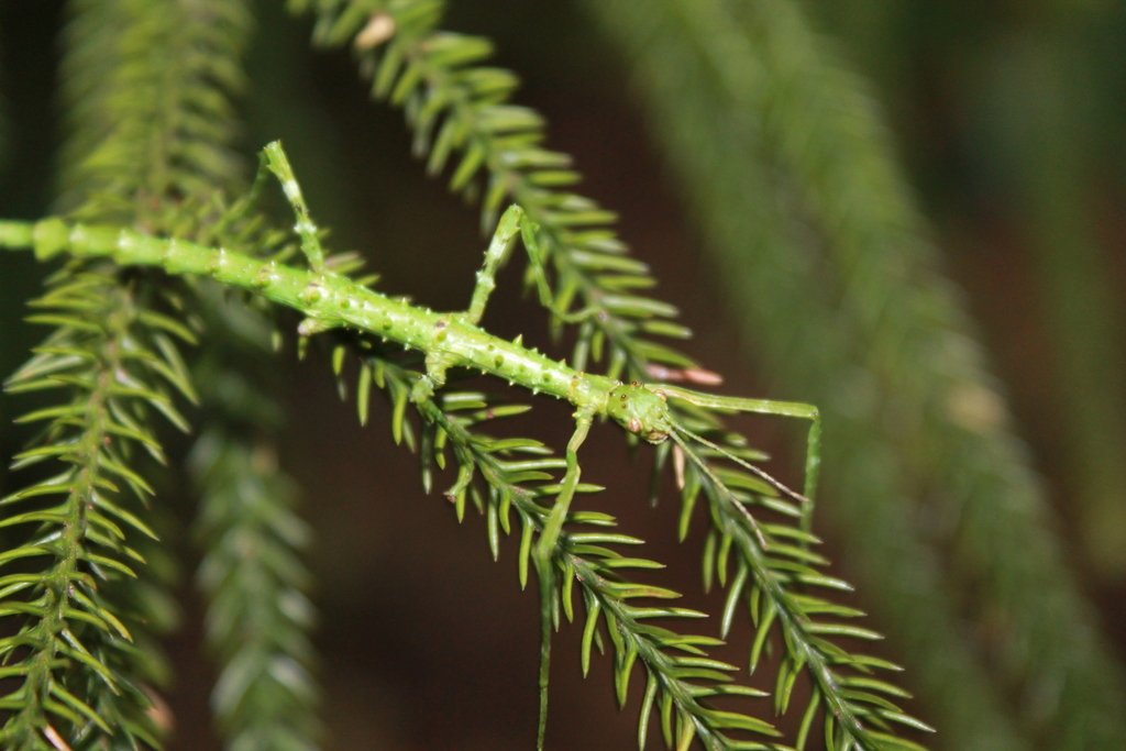 inaturalistnz's tweet photo. Our #ObservationOfTheWeek is this prickly stick insect (Acanthoxyla prasina). It was observed by one of our 15-year-old users in the Kaimai-Mamaku Forest Park near Katikati. https://t.co/k7jJ4hMyNh https://t.co/9uvY0XB6hA