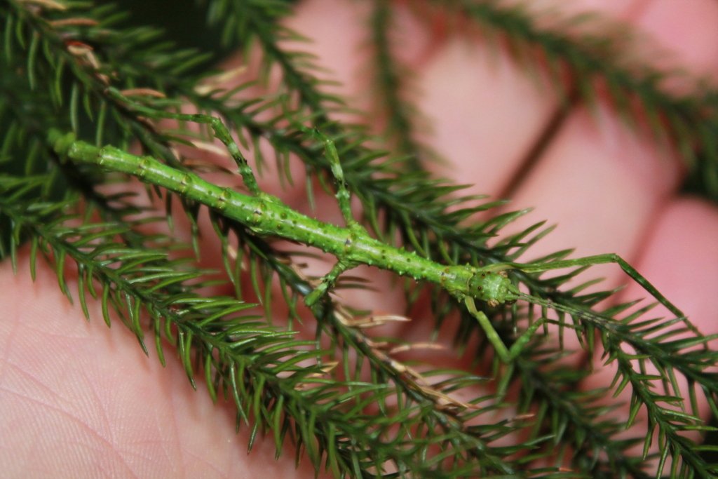 inaturalistnz's tweet photo. One interesting fact about the prickly stick insect is that females can produce eggs without the help of a male. In fact, no male has ever been found! #ObservationOfTheWeek https://t.co/k7jJ4hMyNh https://t.co/gARFXvEV6n
