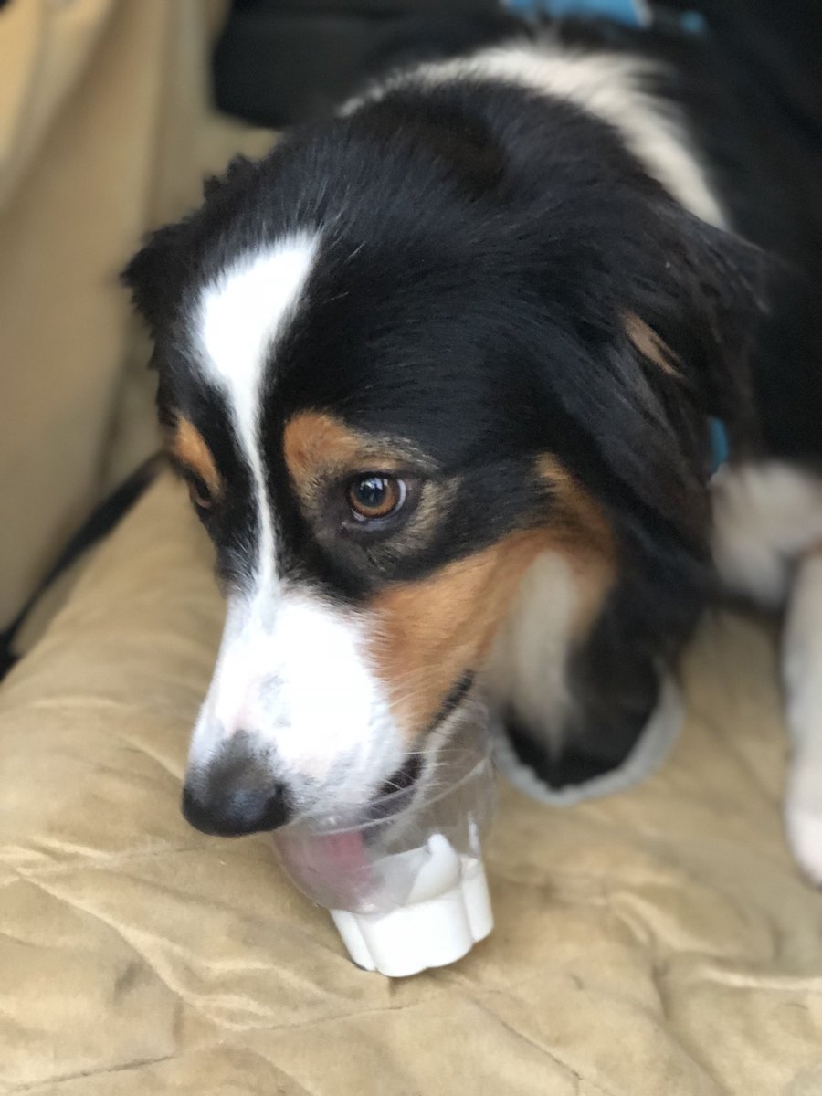 jermyinterrante's tweet image. Apparently a pupcup is a thing at #DairyQueen 🐶🍦