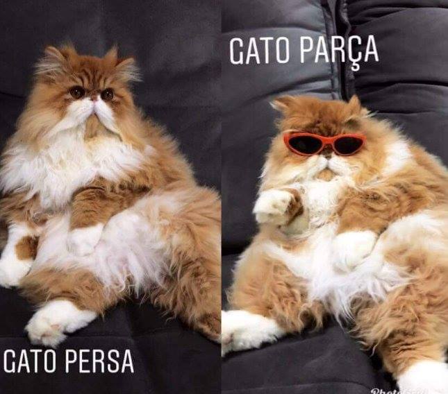 luanlovato's tweet photo. infelizmente rindo mais do que deveria https://t.co/SBTUU5pJh3