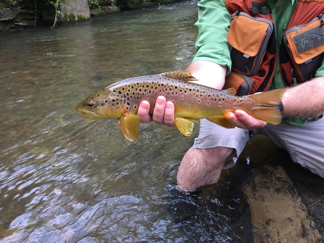 Our buddy Dylar being a great ambassador showing some #chalkstream lads from across the pond what our #appalachian freestone has to offer.

#flyfishing #catchandrelease #northcarolina #browntrout #angling #angler #fishing