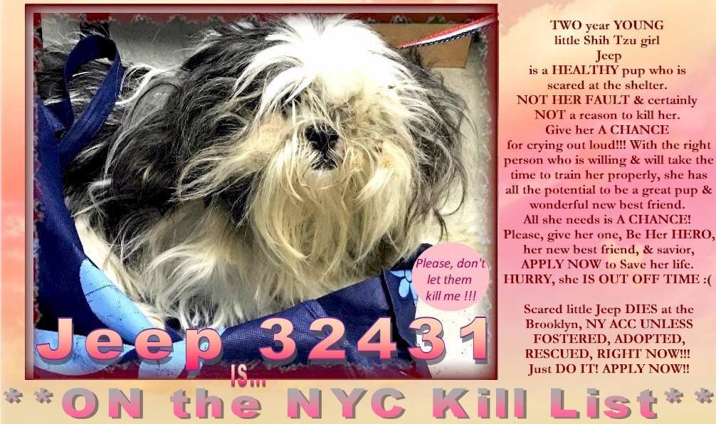 nasrene41's tweet photo. LITTLE #JEEP FOUND AS A #STRAY IS VERY SCARED & CONFUSED! SHE NEEDS A STABLE HOME NOT DEATH! PLEASE HELP SAVE HER!
#July4thWeekend #RESCUEDOGS #FOREVERHOME #FOSTER #ADOPT #SHIHTZU #CompanionAnimalProtectionAct #GetYourRescueOn #EndBSL #SaveJEEP
https://t.co/CwXI9JqWAc https://t.co/M7iGtXmzLO