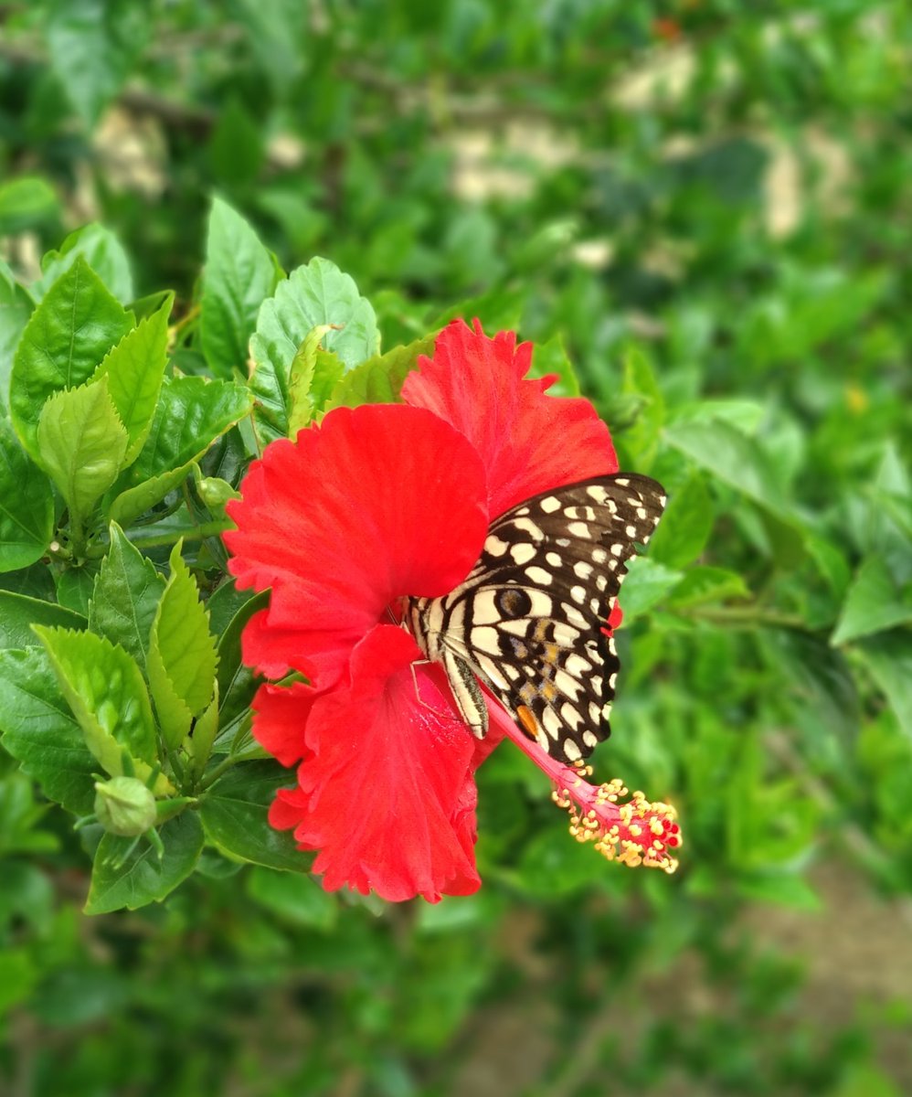 AR_sharmaa's tweet image. #BeautyOfNature 
#SaveNature
#LoveNature
#SaveEnvironment