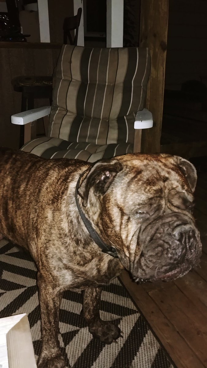 Chocolatemama61's tweet photo. Shtap! I'm camera shy. Did you at least try to get my good side? Ah, no you didn't. Geez mom, we need to talk @dog_feelings @dog_rates @DogsofInstagram #notmygoodside #noselfie #badlighting https://t.co/18icW6j2uz