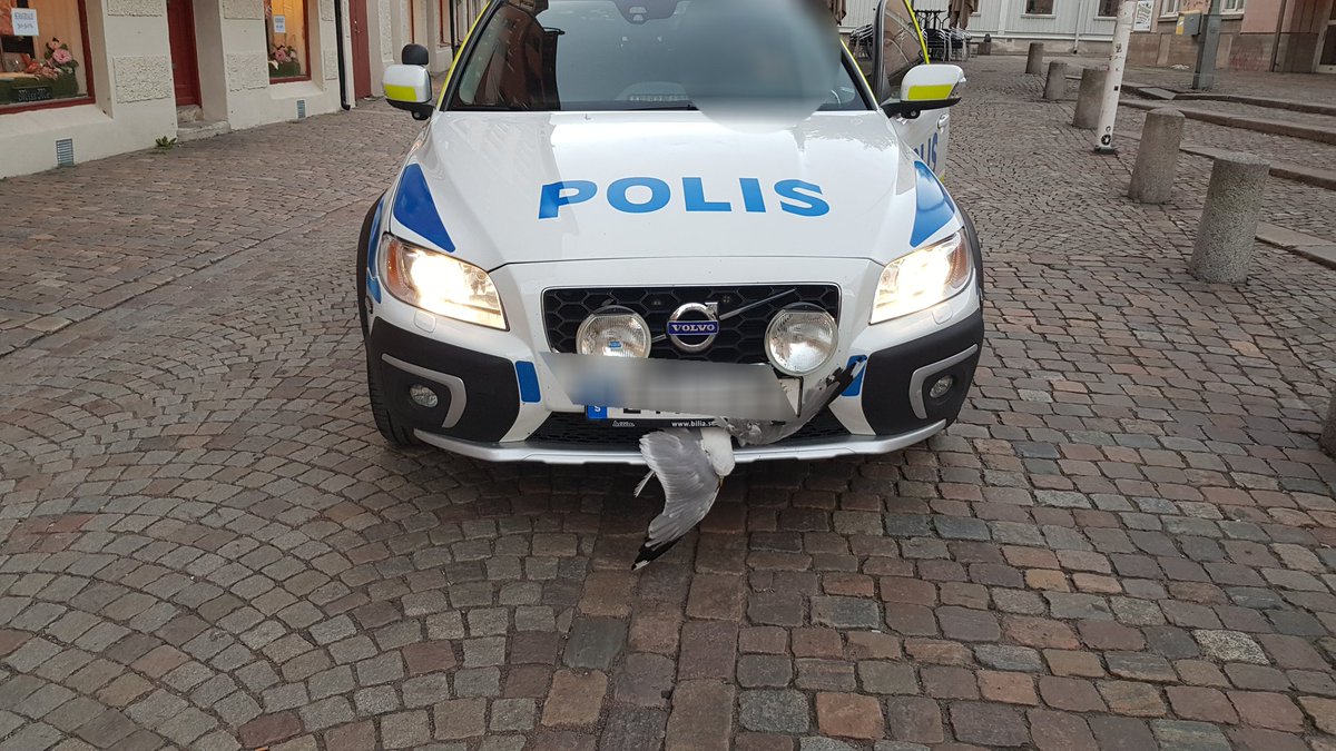 patmclove's tweet photo. Du har en fågel! #polisen #stackarn #RIP #FIMP https://t.co/enhyCuvoD4
